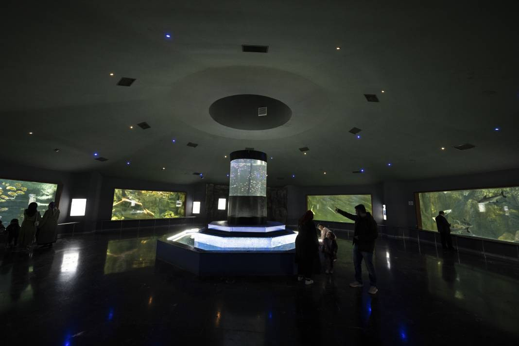 Sanayi dalgıçları vatoz ve köpekbalıklarını elleriyle besliyorlar. Onlar en zor mesleği yapıyor! - Resim: 16